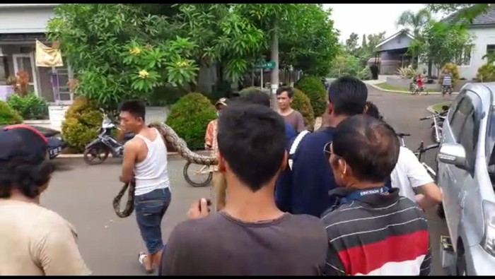 Warga Cibubur Temukan Ular Piton Melilit di Kap Mobilnya