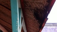 Atap sekolah dari geribik itu sekarang sudah jebol jebol sehingga kalau hujan turun otomatis bocor di sana sini. Istimewa