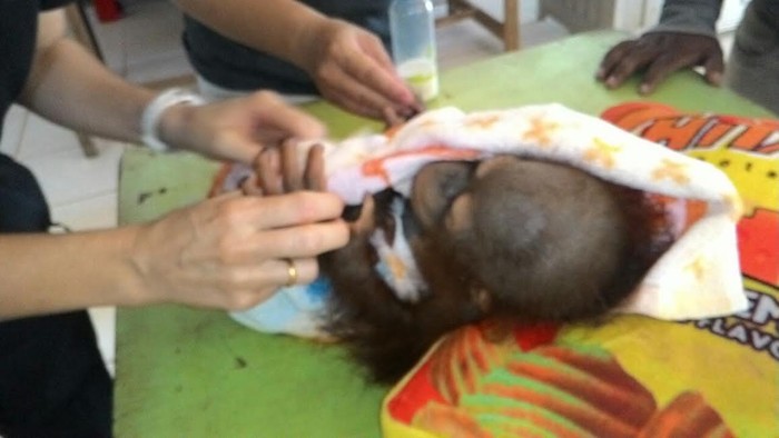 Warga Sukarela Serahkan Orangutan dan Kukang ke BKSDA Kalbar