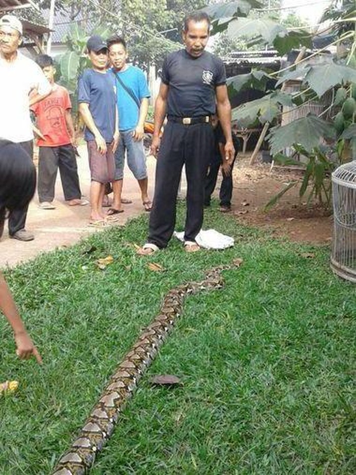 Seekor Ular Piton Ditemukan di Perumahan di Bekasi