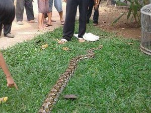 Seekor Ular Piton Ditemukan di Perumahan di Bekasi