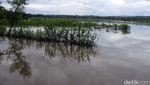Banjir Rendam Persawahan di Bantul