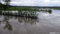 Banjir yang menggenang areal persawahan diantaranya terjadi di wilayah Kecamatan Srandakan, Bantul yang menggenangi persawahan tanaman padi.