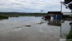 Banjir Rendam Persawahan di Bantul