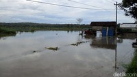 Selain tanaman padi, banjir juga menggenangi areal tanaman cabe sehingga dikhawatirkan tanaman mati.