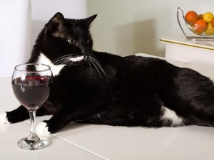 Di Amerika Kini Ada Wine Khusus untuk Kucing Kesayangan