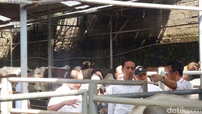 Kapan RI Bisa Swasembada Daging Sapi? Ini Kata Jokowi