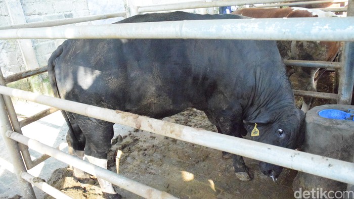 Syarat Baru Impor Sapi: Harus 20% Indukan