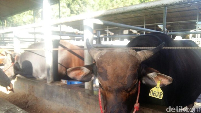 Rumput RI Lebih Hijau, Tapi Sapinya Lebih Kurus Dibanding Australia