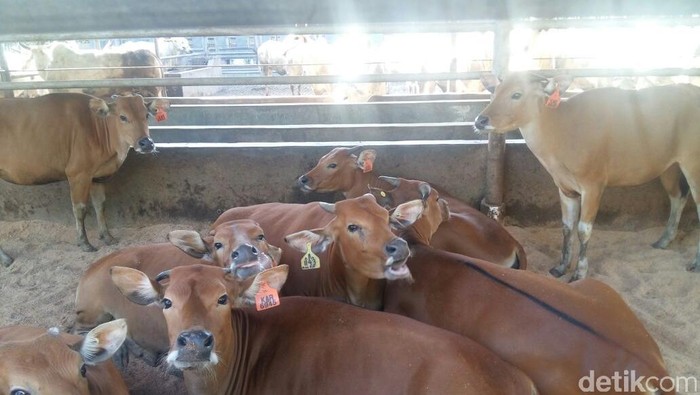 Ini Sebabnya Program Pembuntingan Sapi di RI Sering Gagal