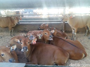 Ini Sebabnya Program Pembuntingan Sapi di RI Sering Gagal