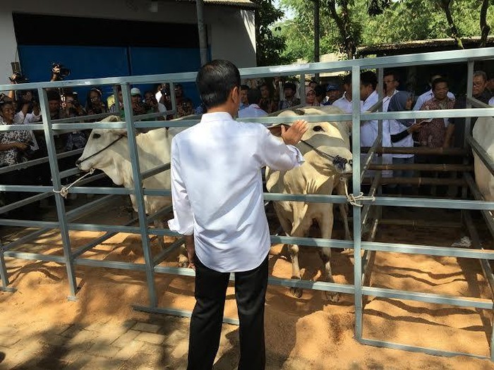 Jokowi Minta Kementan Stop Bagi-Bagi Sapi ke Peternak