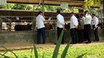 Jokowi Tinjau Proyek Tol Bocimi dan Peternakan Sapi