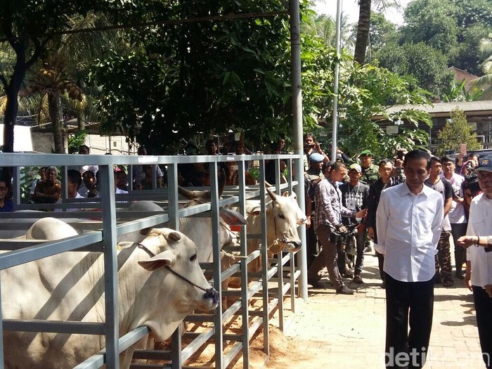 Ke Rumpin, Jokowi Saksikan Pembuntingan Sapi