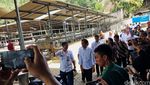 Jokowi Tinjau Proyek Tol Bocimi dan Peternakan Sapi