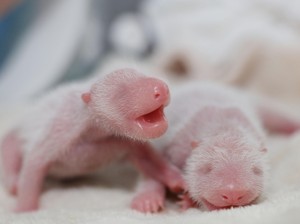 Pertama di Tahun 2016, 2 Bayi Panda Kembar Lahir di China