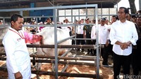 Untuk diketahui, ada berbagai jenis sapi di peternakan PT KAR ini, ada jenis dari Bali, Belgian Blue, Madura, Pasundan, Buffalo dan beberapa lainnya. Rusman/Setpres
