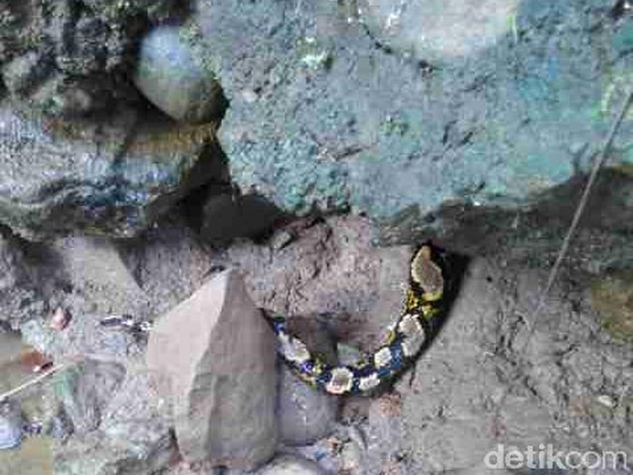 Warga Pasar Minggu Buru Ular Piton di Kali Jl Samali