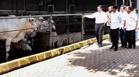 Presiden Joko Widodo (Jokowi) menyambangi peternakan sapi milik PT Karya Anugerah Rumpin (KAR), Cibodas, Kecamatan Rumpin, Kabupaten Bogor, Jawa Barat. Rusman/Setpres