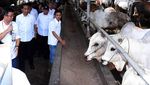 Jokowi Kunjungi Tempat Pembuntingan Sapi