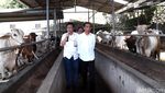 Jokowi Kunjungi Tempat Pembuntingan Sapi