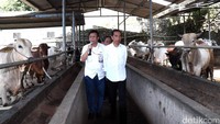 Seperti kebiasaannya, Jokowi yang mengenakan kemeja putih lengan panjang ini datang ke tempat peternakan tersebut pada pukul 11.00 WIB. Rusman/Setpres