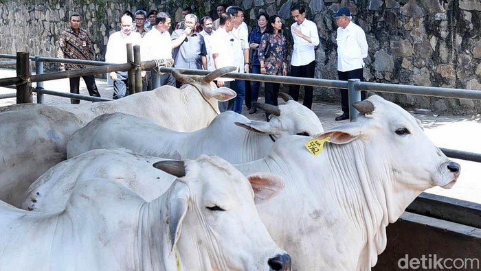 Bupati Purwakarta Minta Jokowi Impor Sapi Bunting