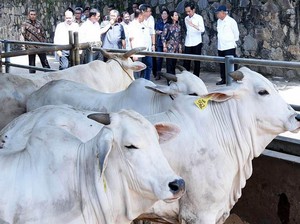 Bupati Purwakarta Minta Jokowi Impor Sapi Bunting