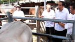 Jokowi Kunjungi Tempat Pembuntingan Sapi