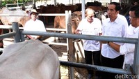Dalam kesempatan itu, Jokowi diminta untuk memberikan nama kepada bakal calon anak sapi di peternakan itu. Rusman/Setpres