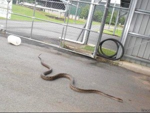 Bangun Pagi Disambut Ular Sepanjang 5 Meter