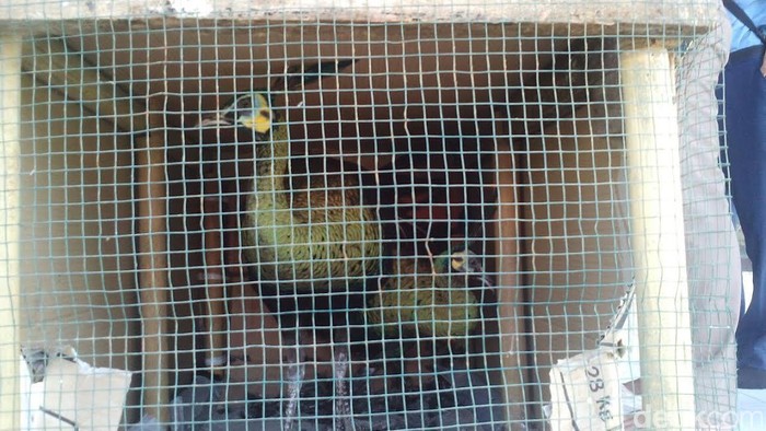 Hewan-hewan Dilindungi ini Diserahkan Pemiliknya ke BKSDA Kalimantan Barat