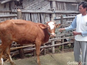 Jokowi Targetkan Swasembada 9 Tahun, Tapi Data Populasi Sapi Belum Akurat