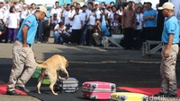 Yaitu saat anjing pelacak mengendus keberadaan narkoba yang disembunyikan di koper.