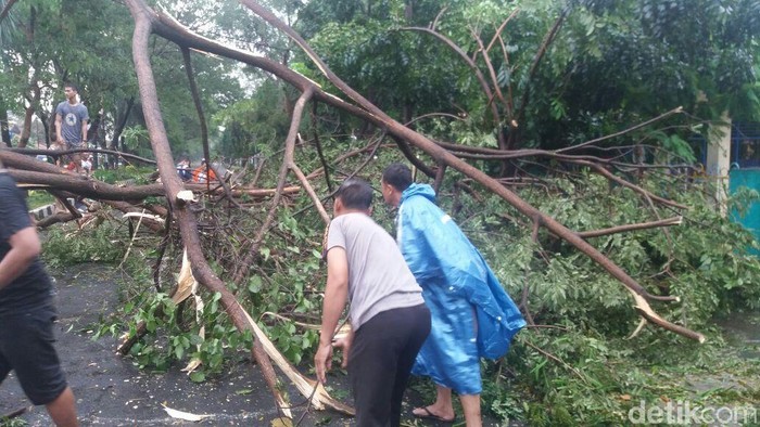 Hujan Deras, Sebuah Pohon Tumbang Tutup Jalan di Tangerang
