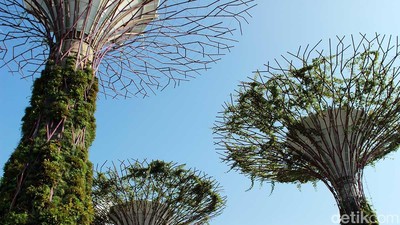 Foto: Melihat Gardens By The Bay yang Dikunjungi Kim Jong Un