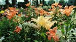 Foto: Melihat Gardens By The Bay yang Dikunjungi Kim Jong Un