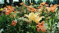 Ada juga Flower Dome, tempat dengan aneka bunga-bunga cantik (Randy/detikTravel)