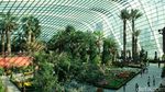 Foto: Melihat Gardens By The Bay yang Dikunjungi Kim Jong Un