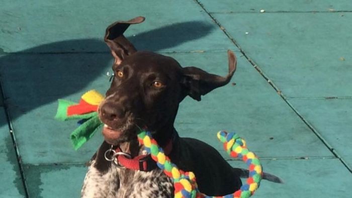 Mengenal Hero, Si Anjing Penolong Disabilitas di Tasmania