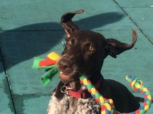 Mengenal Hero, Si Anjing Penolong Disabilitas di Tasmania