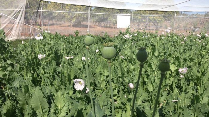 NT akan Tanam Opium di Lahan 100 Hektar