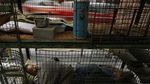 RI Punya Kos-kosan 2x1, di Hong Kong Ada Rumah Kandang