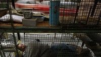 Satu lantai apartemen seluas 37 meter persegi bisa memuat 20 rumah kandang yang diposisikan bertumpuk. (Reuters)
