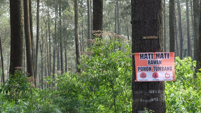 Marak Investasi Bodong Berkedok Tanam Pohon di Sulawesi