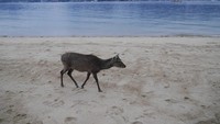 Selama jalan-jalan di pulau, siap-siap bertemu banyak rusa yang menggemaskan. Rusa-rusa tersebut memang liar, tapi kebanyakan cukup jinak dan tidak membahayakan (Kurnia/detikTravel)