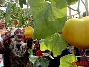 Taman Buah Mekarsari: Harga Tiket hingga Daftar Wahana Bermain