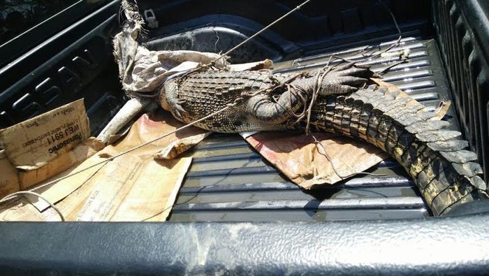 Buaya Muara Coba Dijual Warga Lewat Facebook, Tetapi Segera Diselamatkan BKSDA