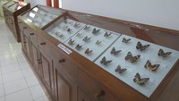 Sebelum pulang, mampir dulu ke museum kupu-kupu. Kita bisa melihat kupu-kupu dengan berbagai ukuran dan warna yang cantik (Fitraya/detikTravel)