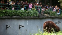 Pada hari kedua lebaran, masyarakat Jakarta berlibur bersama keluarga ke Taman Margasatwa Ragunan.